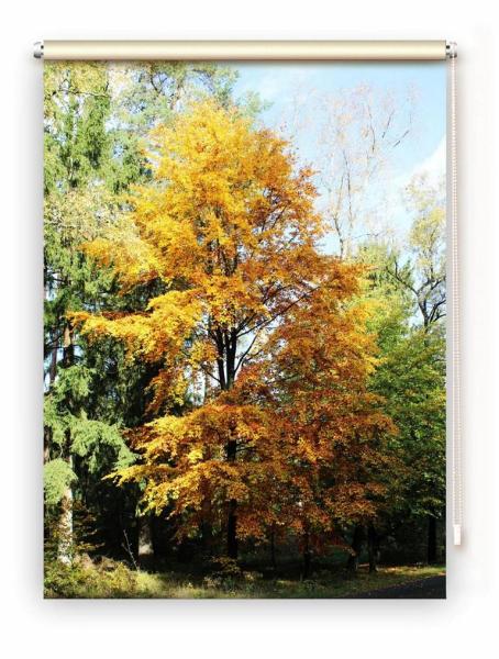 Rollo Heideglück, Rollo, Motivrollo, Rollo mit Druck, Fotorollo, bedrucktes Rollo, Fensterrollo,verdunkelndes Rollo, Sonnenschutz Rollo
